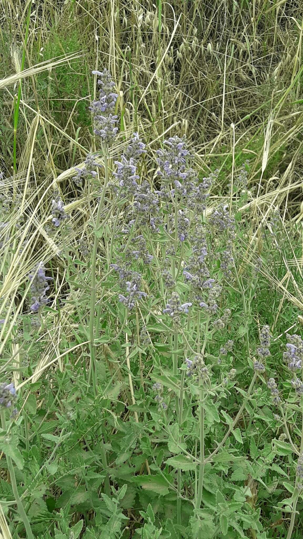 Nepeta curviflora Boiss. resmi