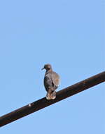 Image of White-winged Dove