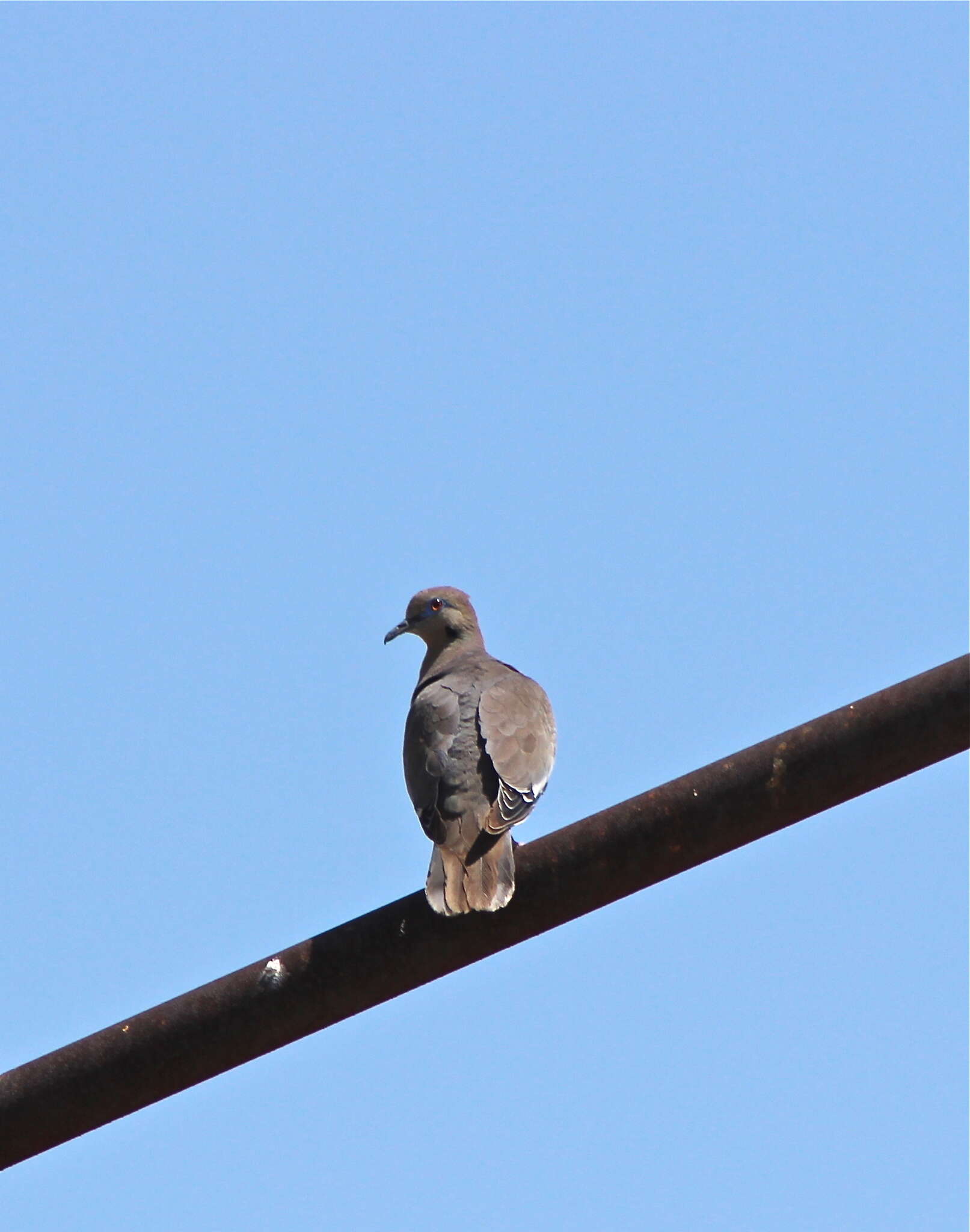 Image of White-winged Dove