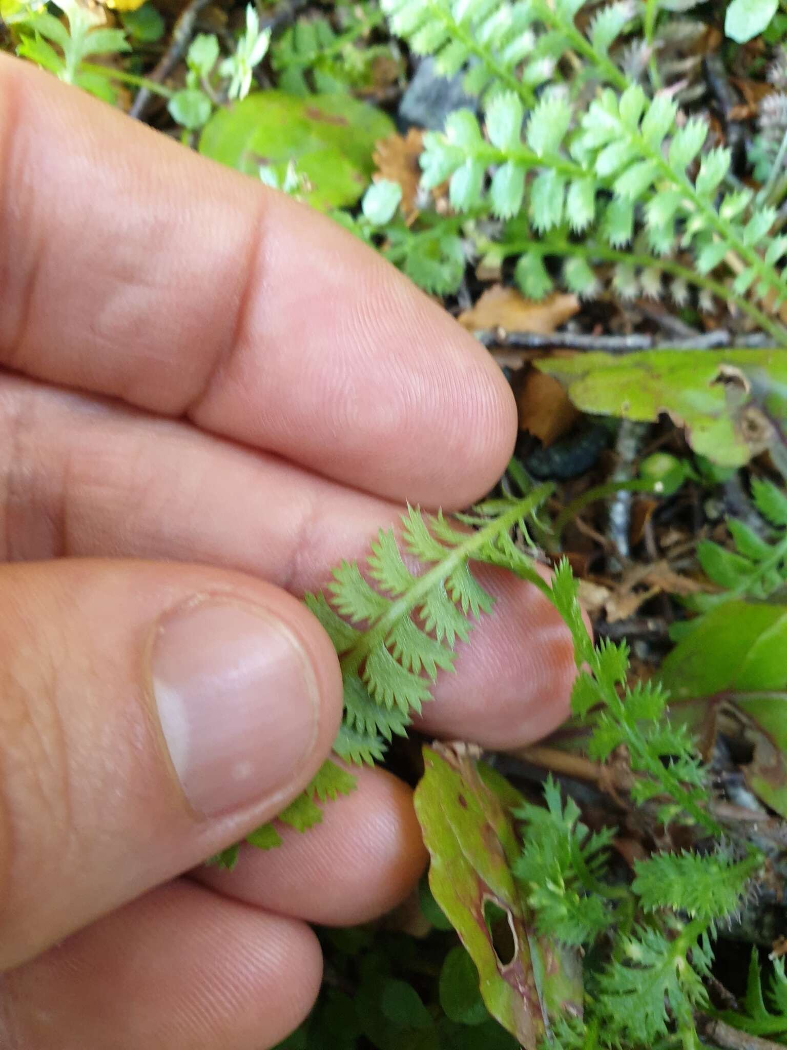 صورة Leptinella squalida Hook. fil.