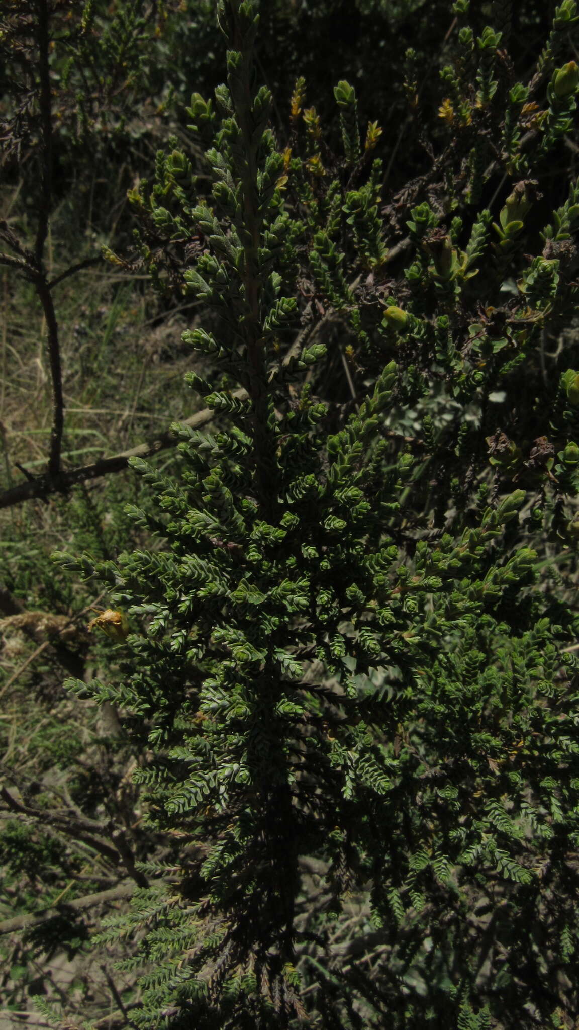 Image of Hypericum goyanesii Cuatrec.