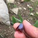 Fritillaria pinardii subsp. pinardii resmi