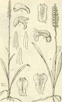 Image of marsh lady's tresses