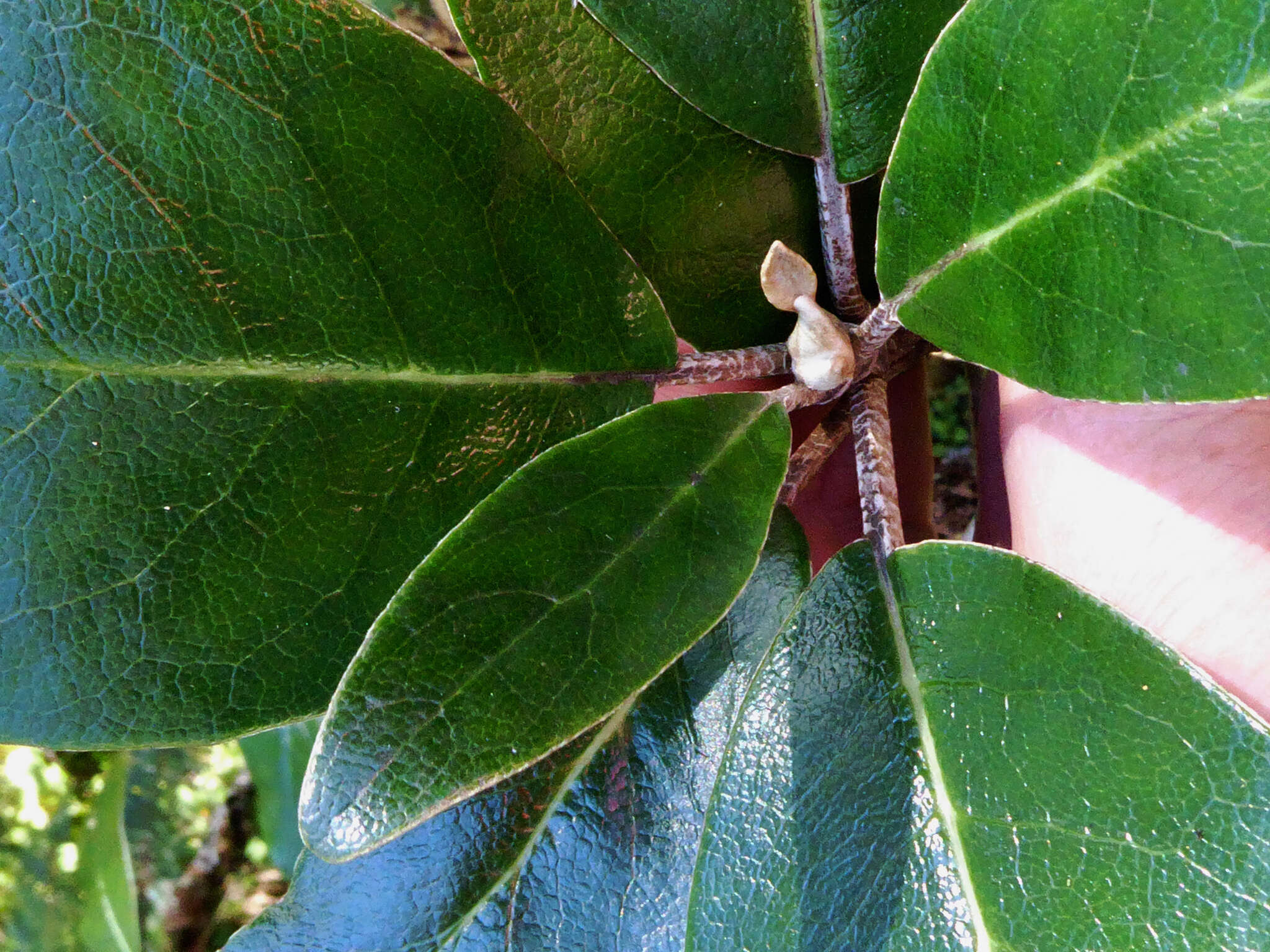 Image of Brachyglottis buchananii (J. B. Armstr.) B. Nord.