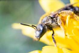 Plancia ëd Lasioglossum leucozonium (Schrank 1781)