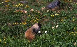 Image of Marmota subgen. Petromarmota Steppan et al. 1999