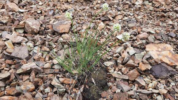 Image of Allium tuvinicum (N. Friesen) N. Friesen