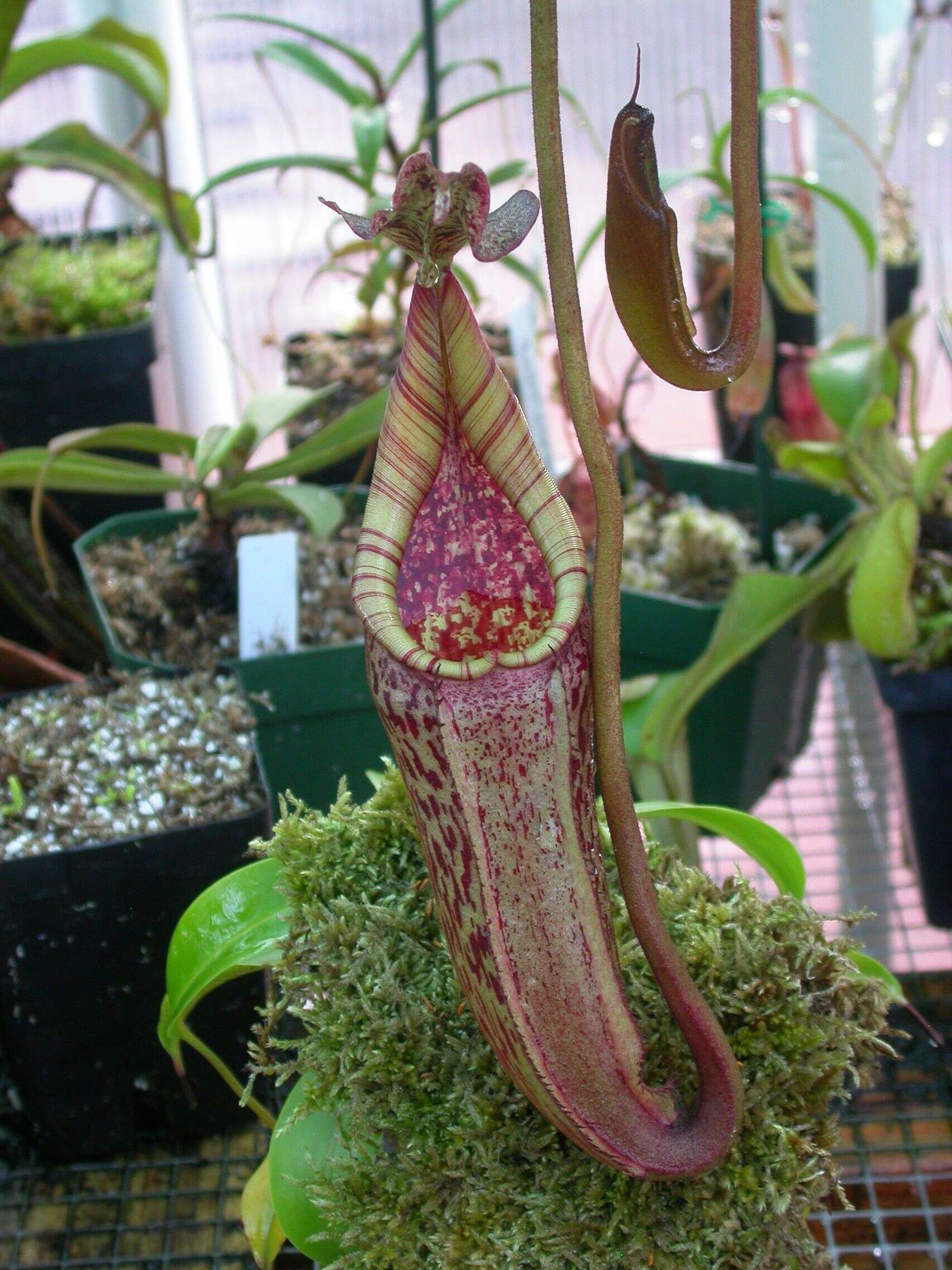 صورة Nepenthes eymae Sh. Kurata