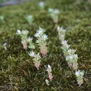 Image of Sedum corymbosum Grossheim