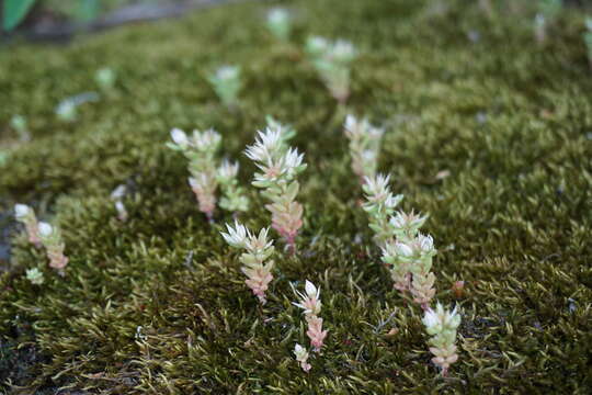 Image of Sedum corymbosum Grossheim