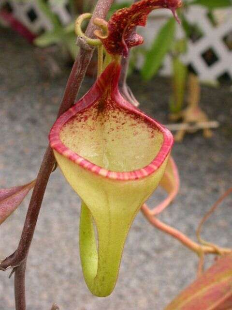 صورة Nepenthes eymae Sh. Kurata