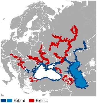 <span class="translation_missing" title="translation missing: en.medium.untitled.map_image_of, page_name: Star Sturgeon">Map Image Of</span>