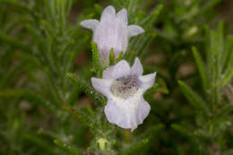 Image of Chloanthes