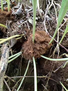 Imagem de Elaphoglossum aemulum (Kaulf.) Brack.