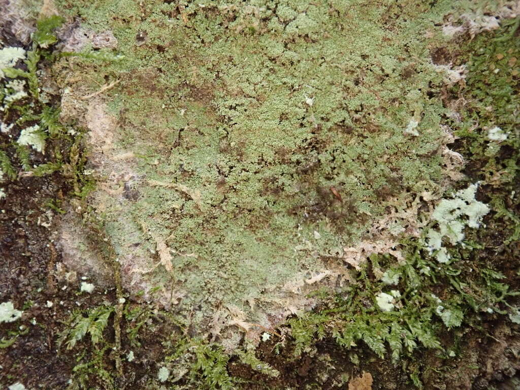 Image of phyllopsora lichen