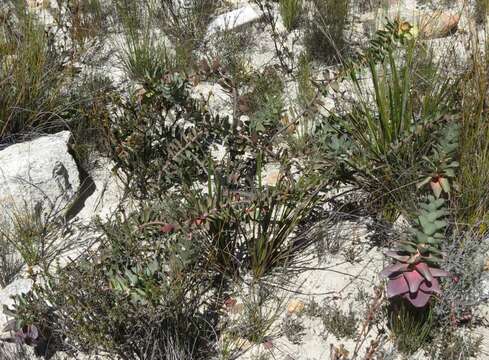 Plancia ëd Leucadendron cordatum E. Phillips