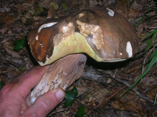 Sivun Boletus aereus Bull. 1789 kuva