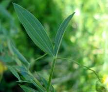 Слика од Lathyrus pratensis L.