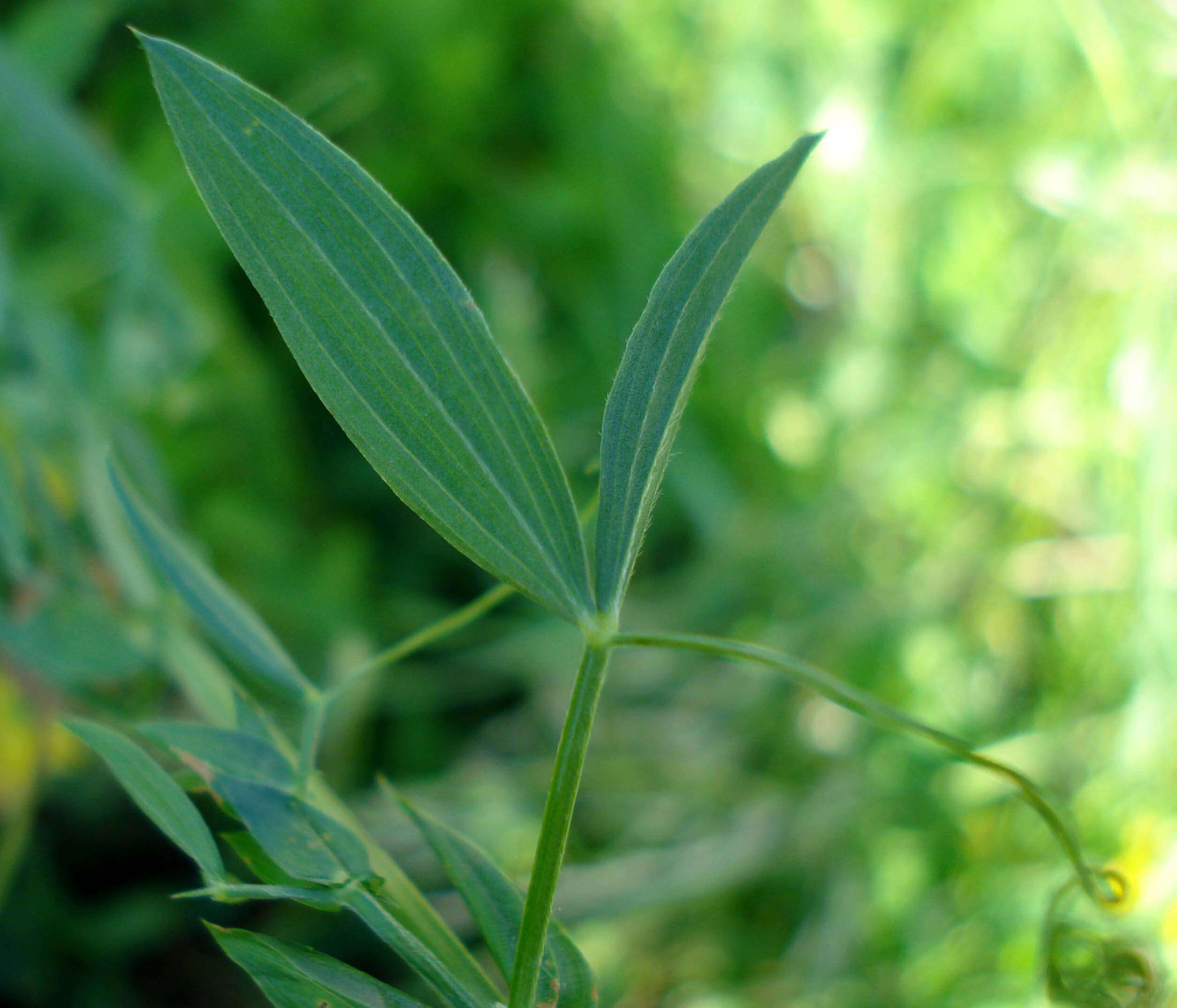 Слика од Lathyrus pratensis L.