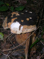 Sivun Boletus aereus Bull. 1789 kuva