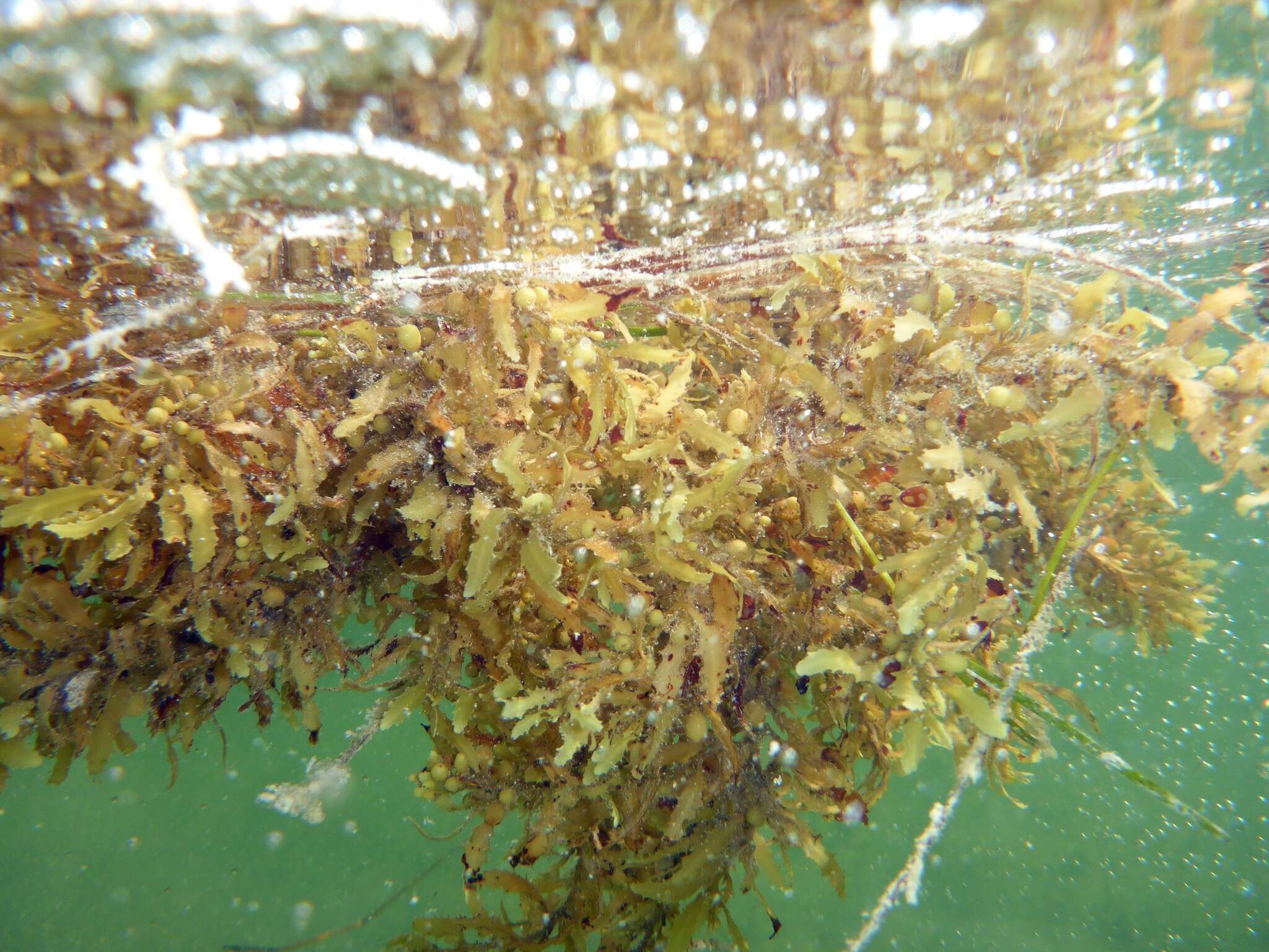 Слика од Sargassum fluitans