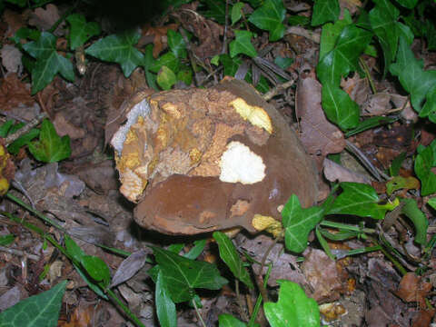 Image of butter bolete