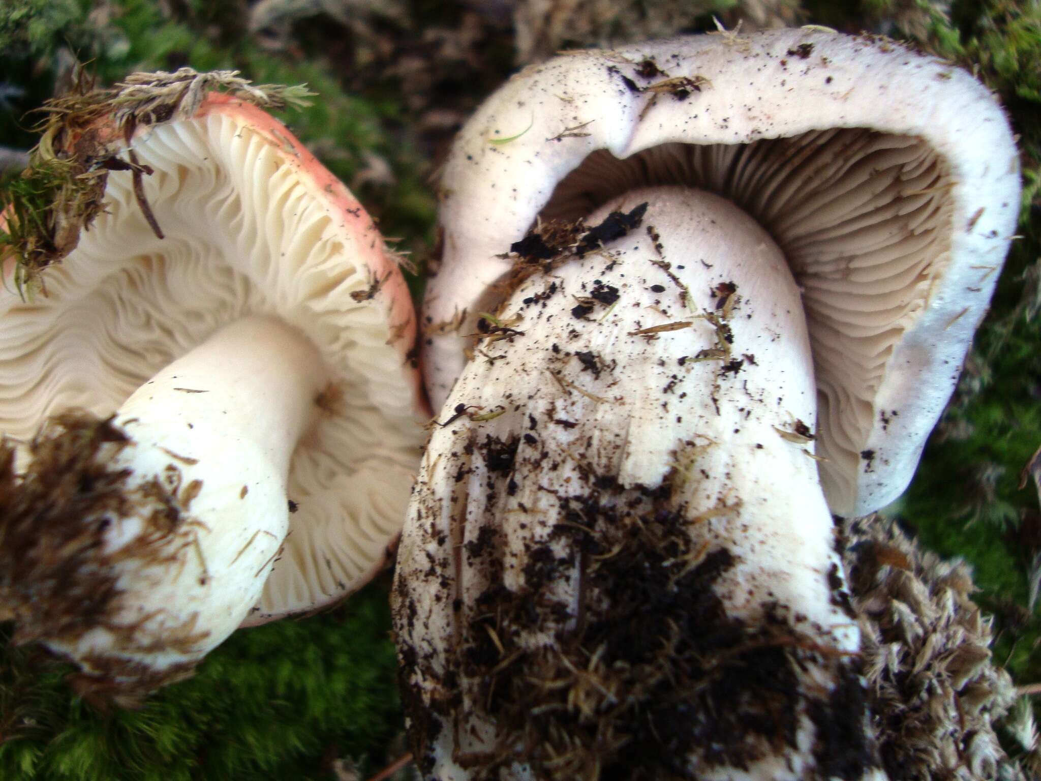 Image of Tricholoma pullum Ovrebo 1989