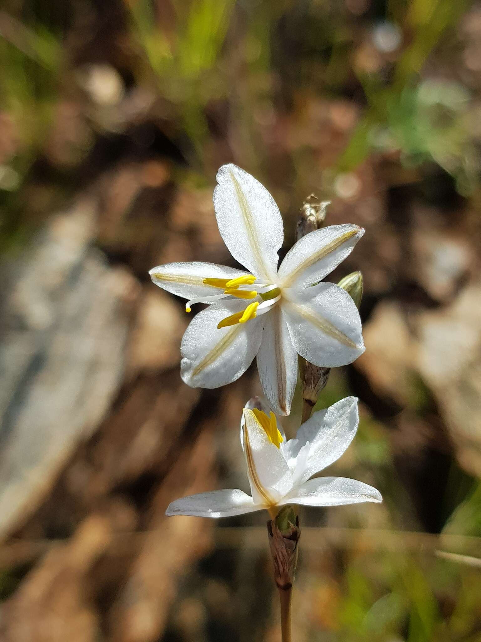 Image of Chlorophytum cooperi (Baker) Nordal