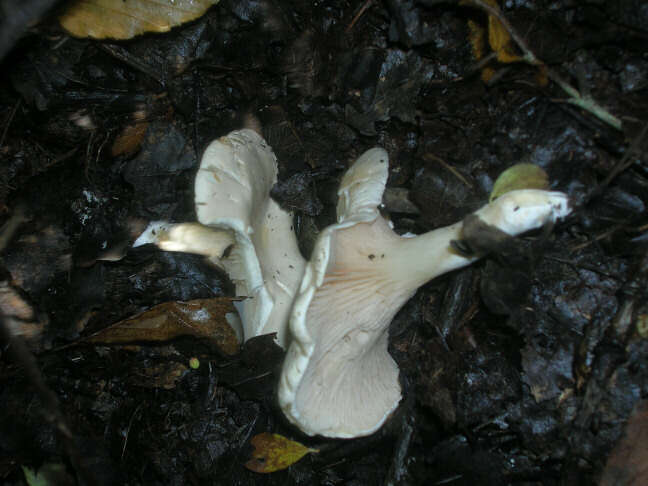 Image of Sweetbread mushroom