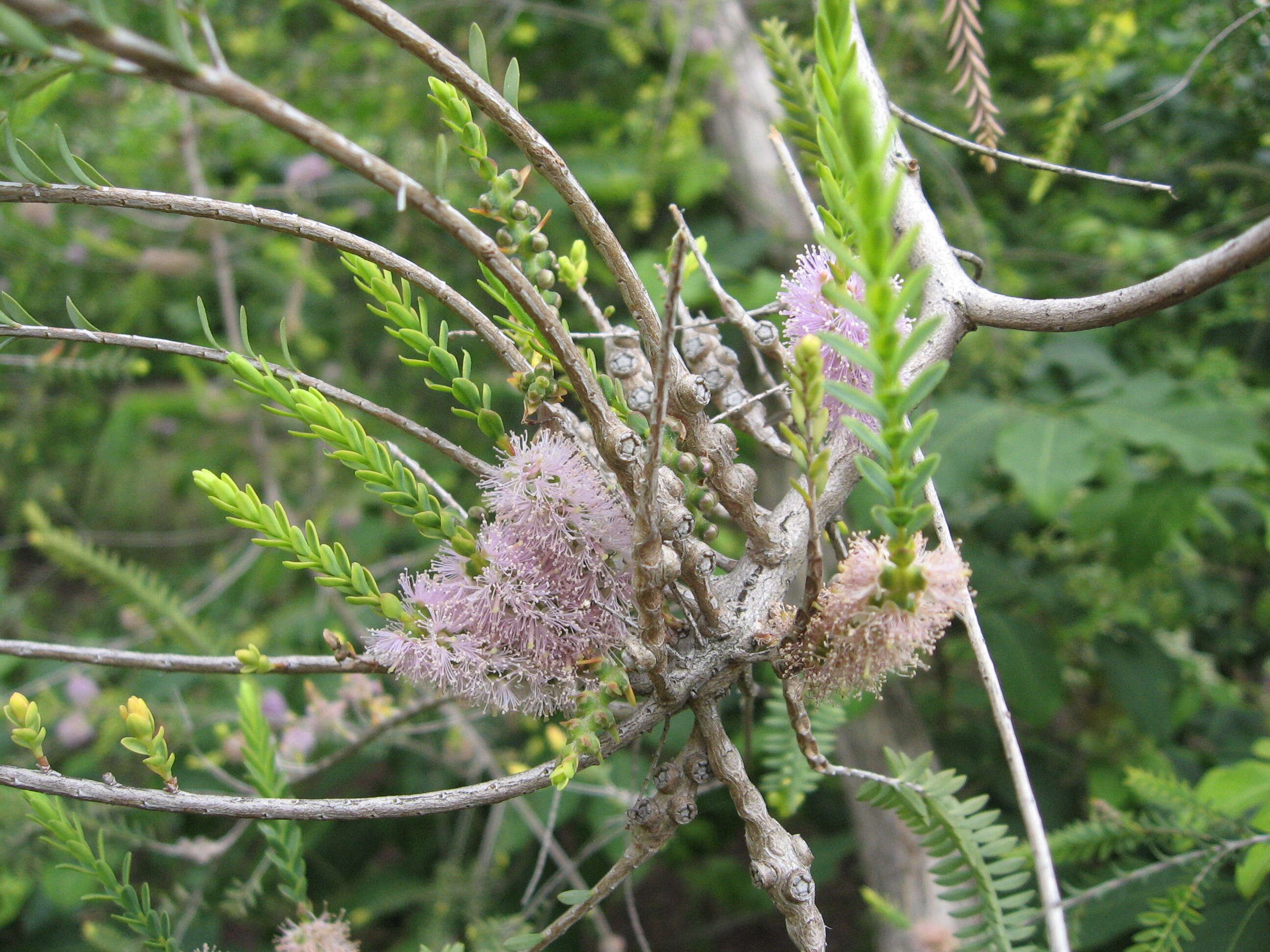 صورة Melaleuca decussata R. Br.