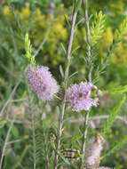 Image de Melaleuca decussata R. Br.