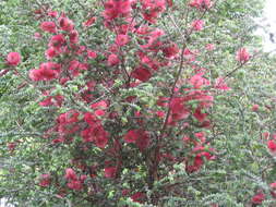 Image of Melaleuca elliptica Labill.