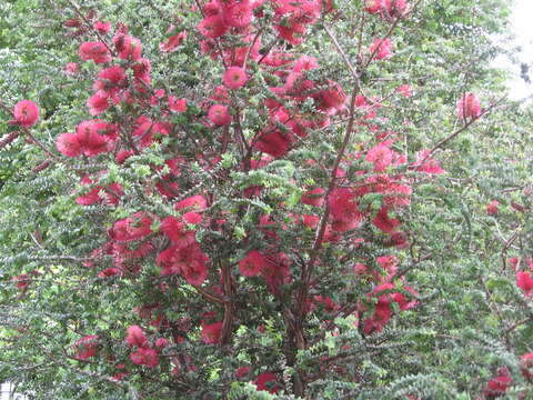 Image of Melaleuca elliptica Labill.