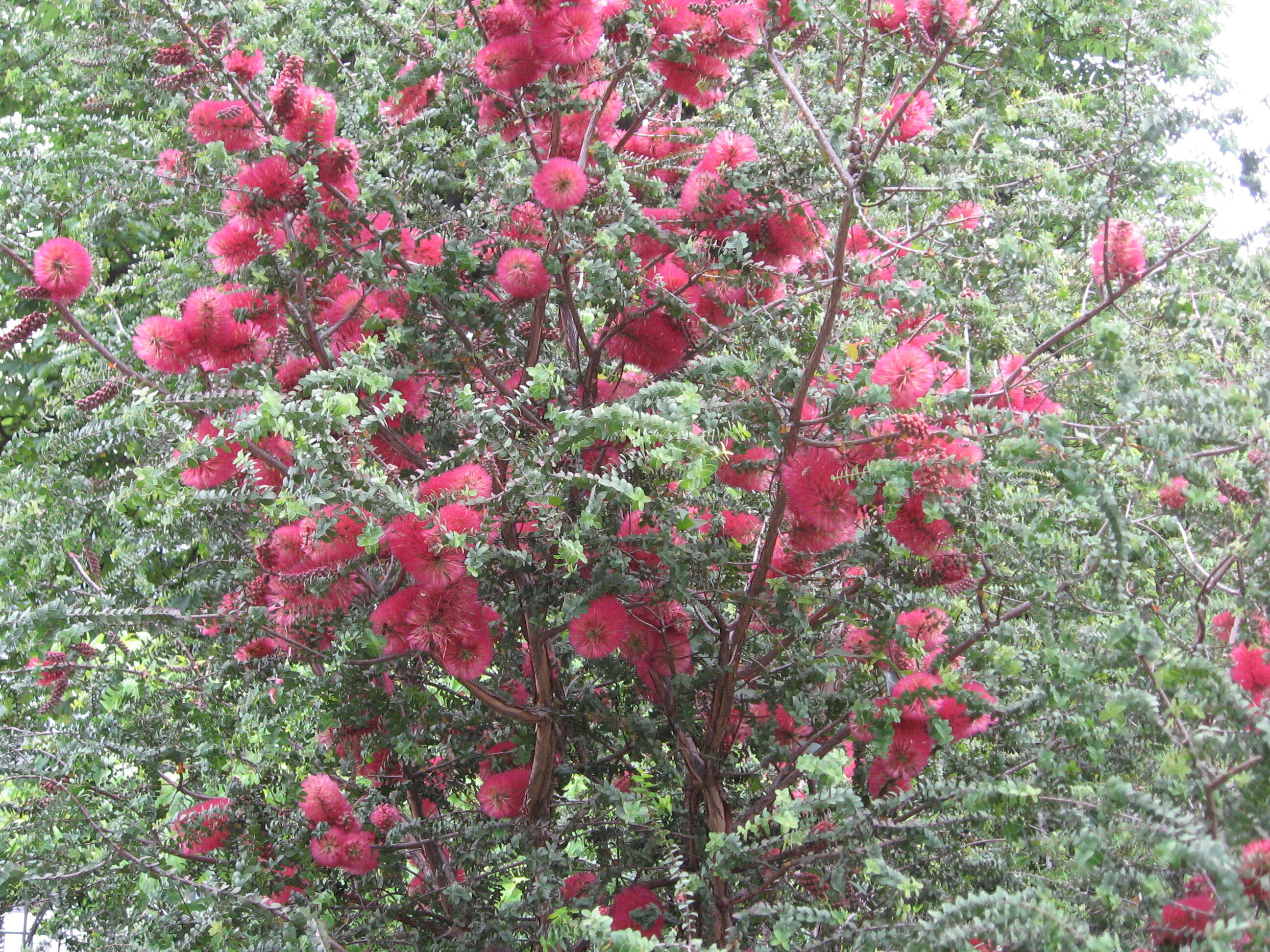 Image of Melaleuca elliptica Labill.