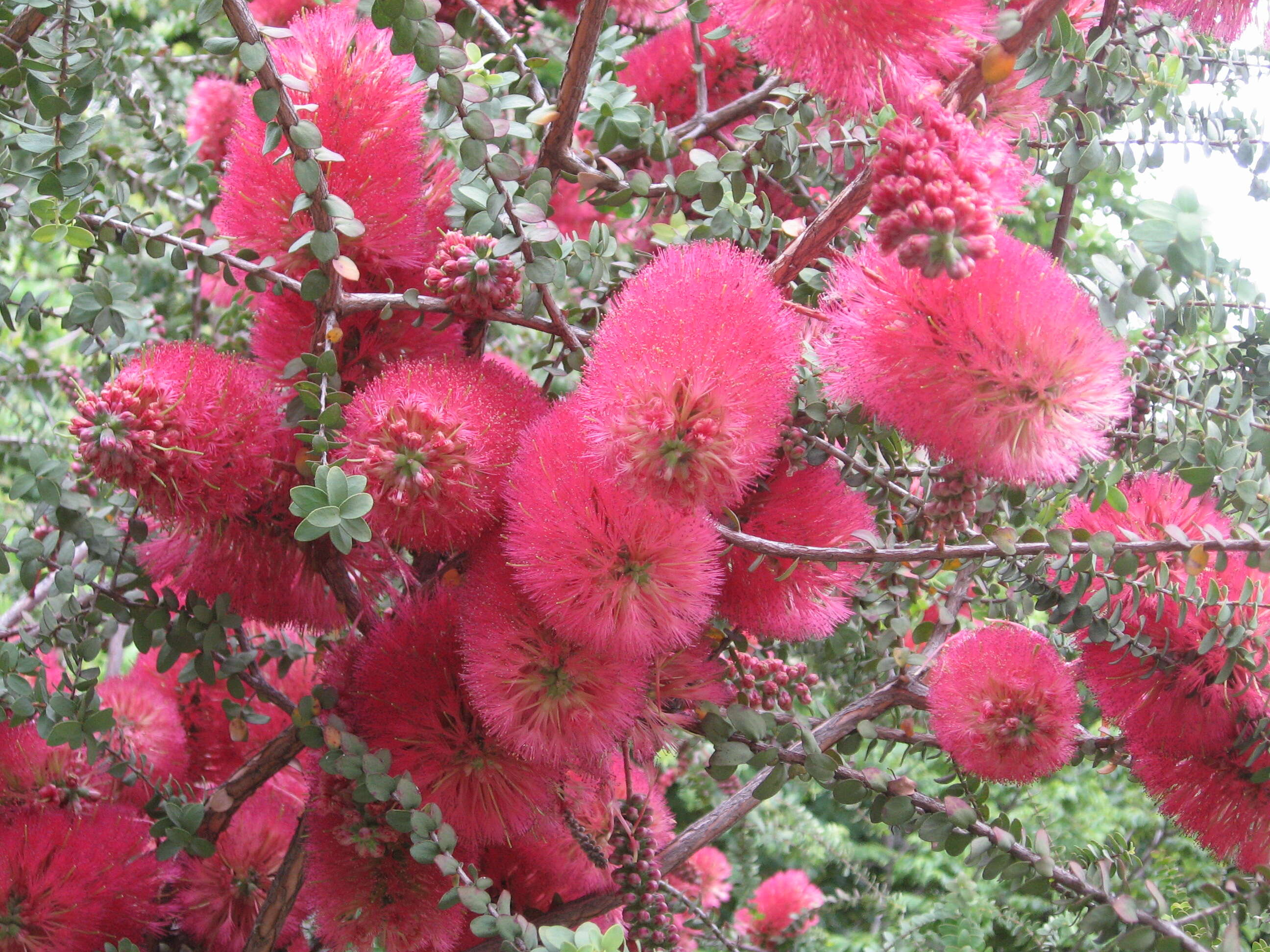 Image of Melaleuca elliptica Labill.