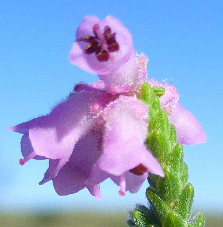 Image of Erica plumosa Thunb.