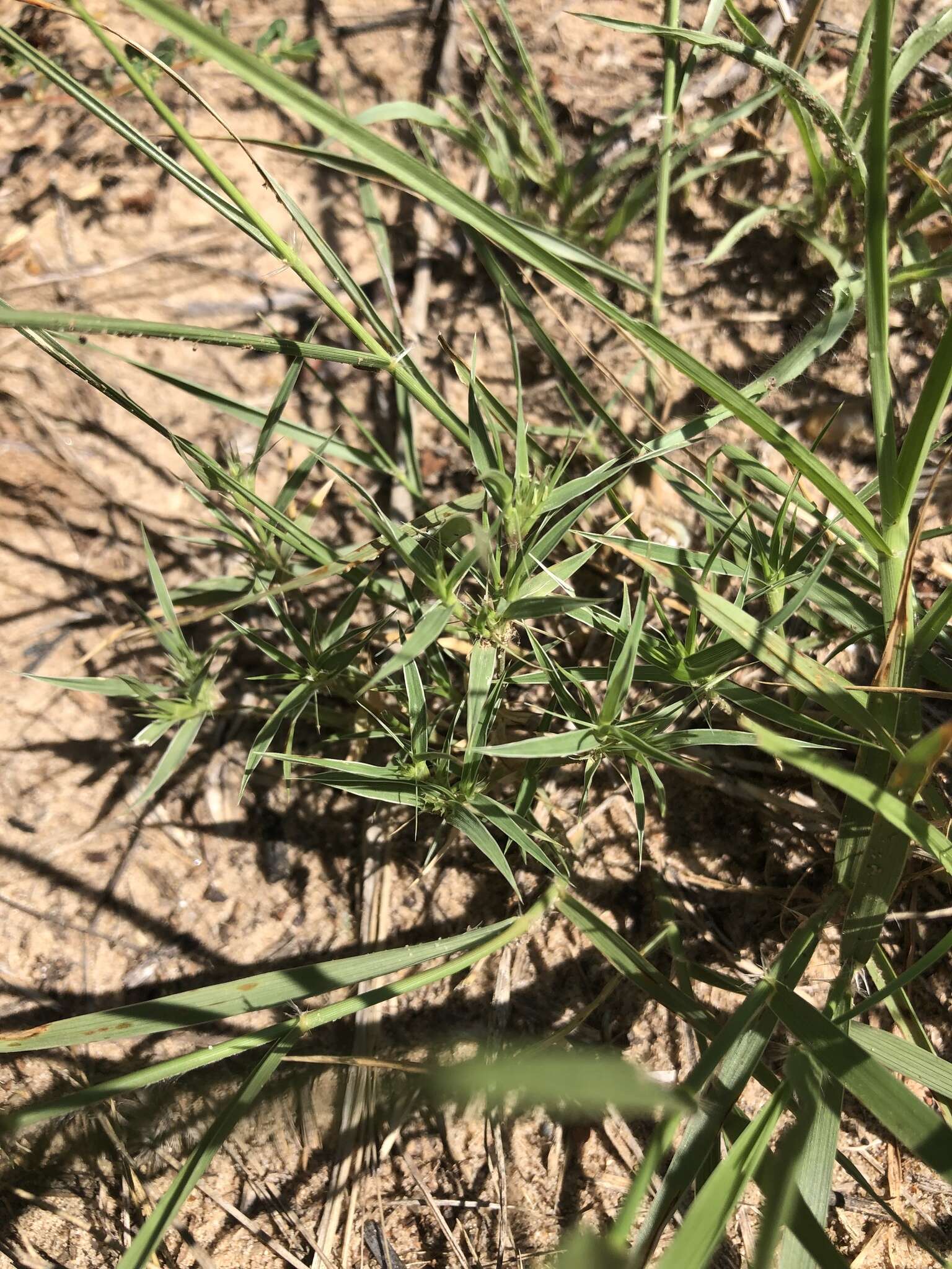 Image of false buffalograss