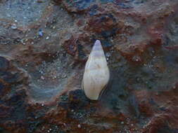 Image of Mitrella semiconvexa (Lamarck 1822)