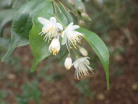 Image of Symplocos sumuntia var. modesta (Brand) Noot.