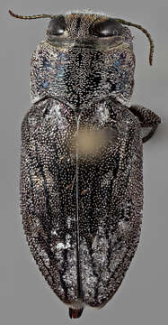 صورة Chrysobothris caddo Wellso & Manley 2007