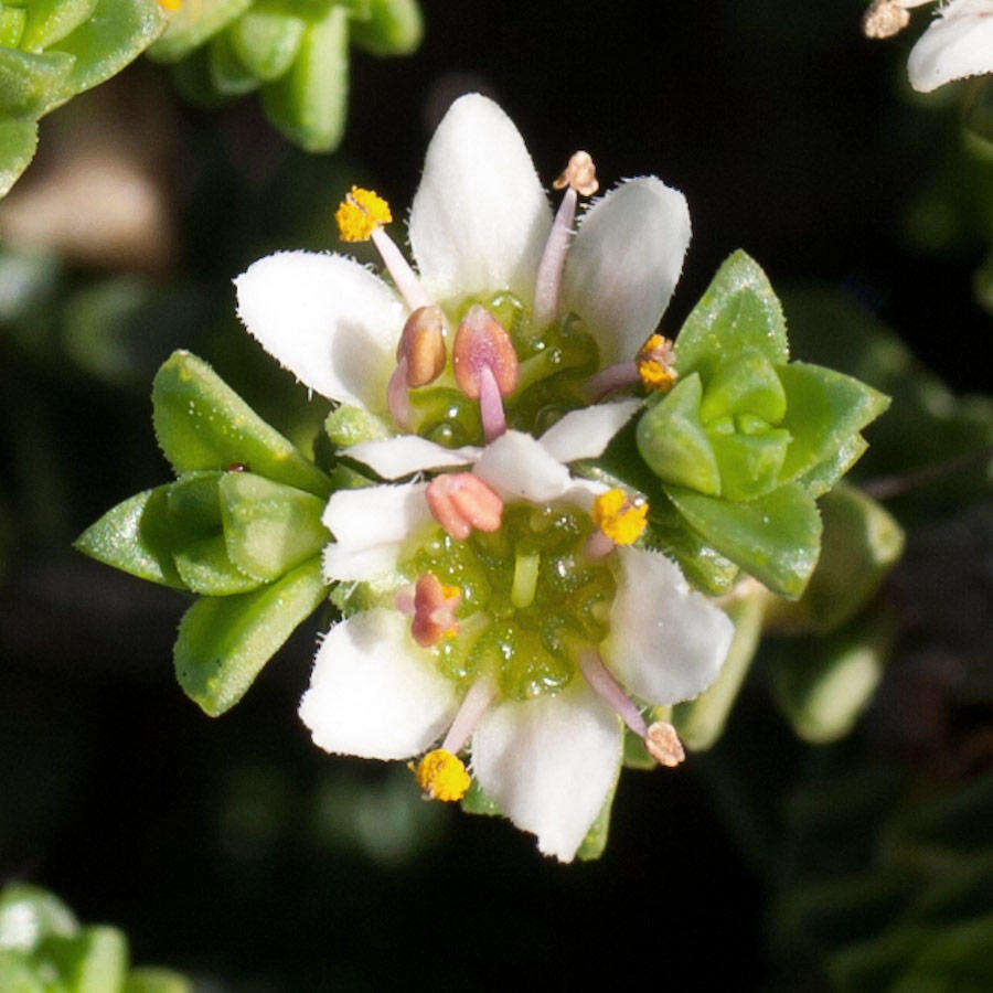 Image of Diosma guthriei Glover