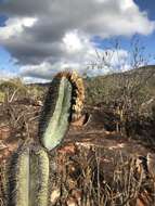 Pilosocereus fulvilanatus (Buining & Brederoo) F. Ritter的圖片