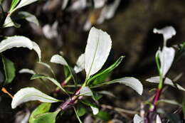 Image of Celmisia bonplandii (J. Buch.) Allan