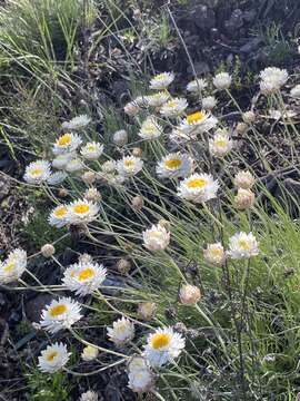 Image of Leucochrysum