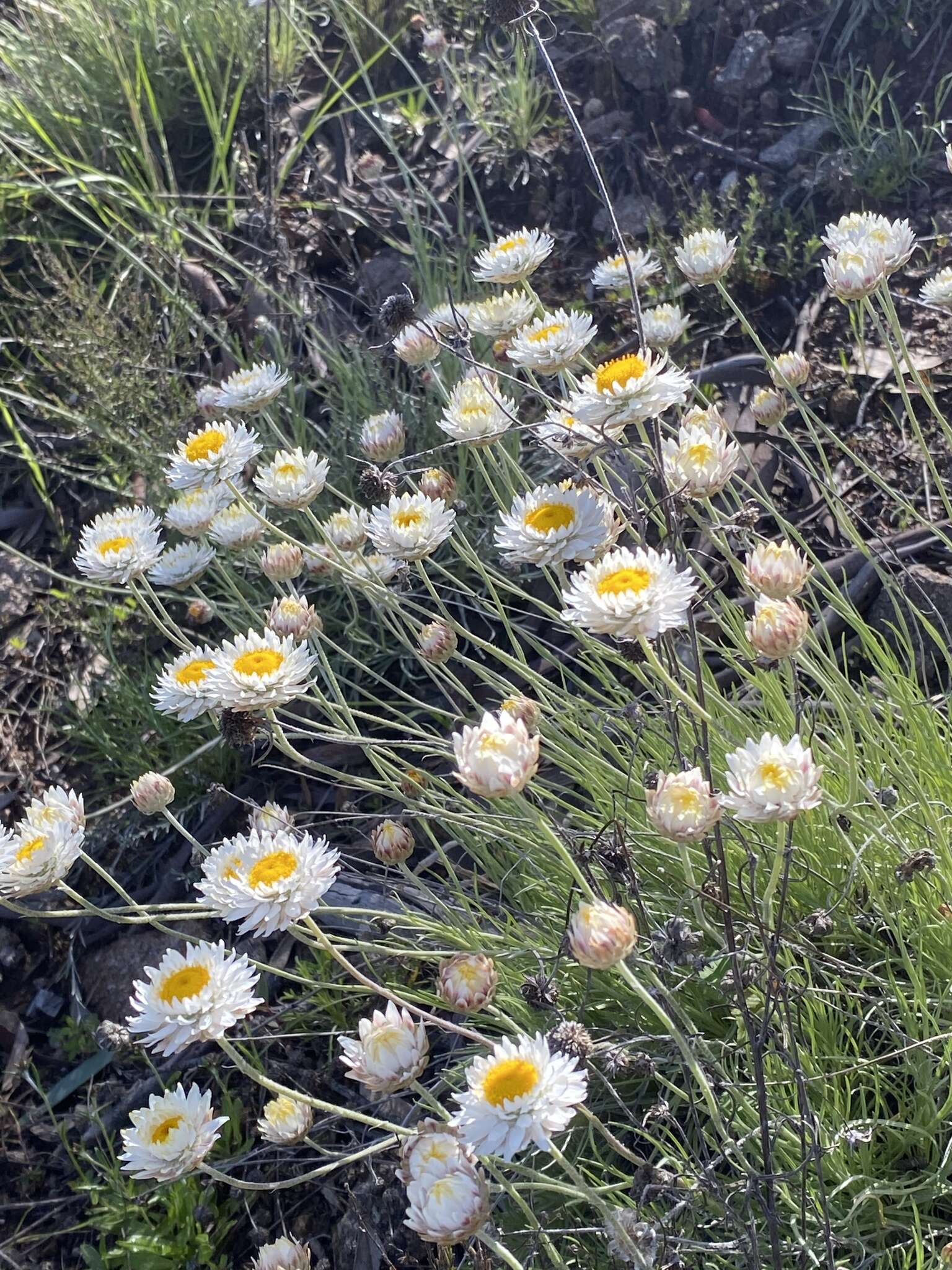 صورة Leucochrysum albicans (A. Cunn.) P. G. Wilson