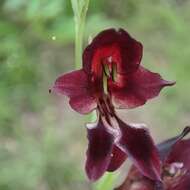 Image of Gladiolus atropurpureus Baker