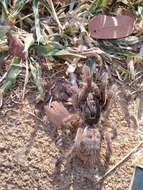 Image of Sandy Horned Baboon Tarantula