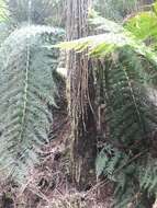 Image of Tree Fern Skirted