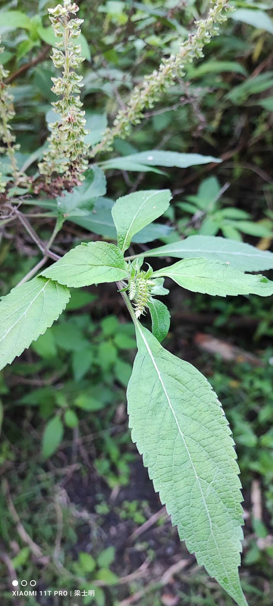 Image of African basil