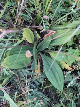 Image of Plantago depressa Willd.